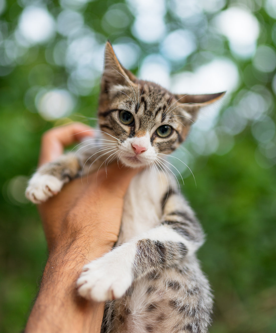 Si tu as un animal, il faut absolument que tu saches cela