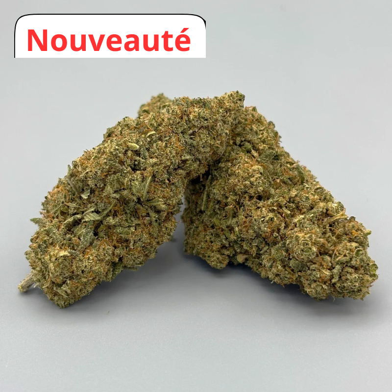 Bubblegum - suisse indoor