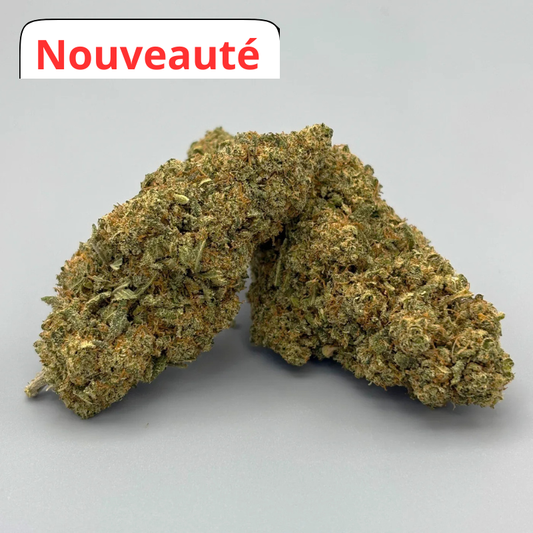 Bubblegum - suisse indoor